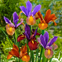 Holländische Iris 'Tiger' Mischung (x40) - Iris hollandica 'tiger' - Bakker
