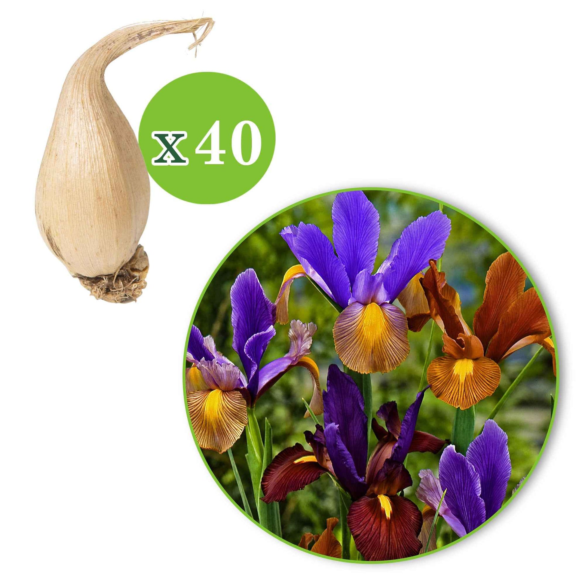 Iris hollandica 'tiger' - Holländische Iris 'Tiger' Mischung (x40) - Iris-Zwiebeln