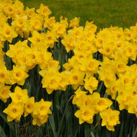 Narcissus 'dutch master' - Narzissen 'Dutch Master' (x5) - Narzissen-Zwiebeln