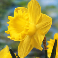 Narzissen-Zwiebeln - Narzissen 'Dutch Master' (x5) - Narcissus 'dutch master'