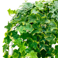 Efeu ‘Goldchild’ Hängepflanze - Hedera helix 'Goldchild' - Bakker
