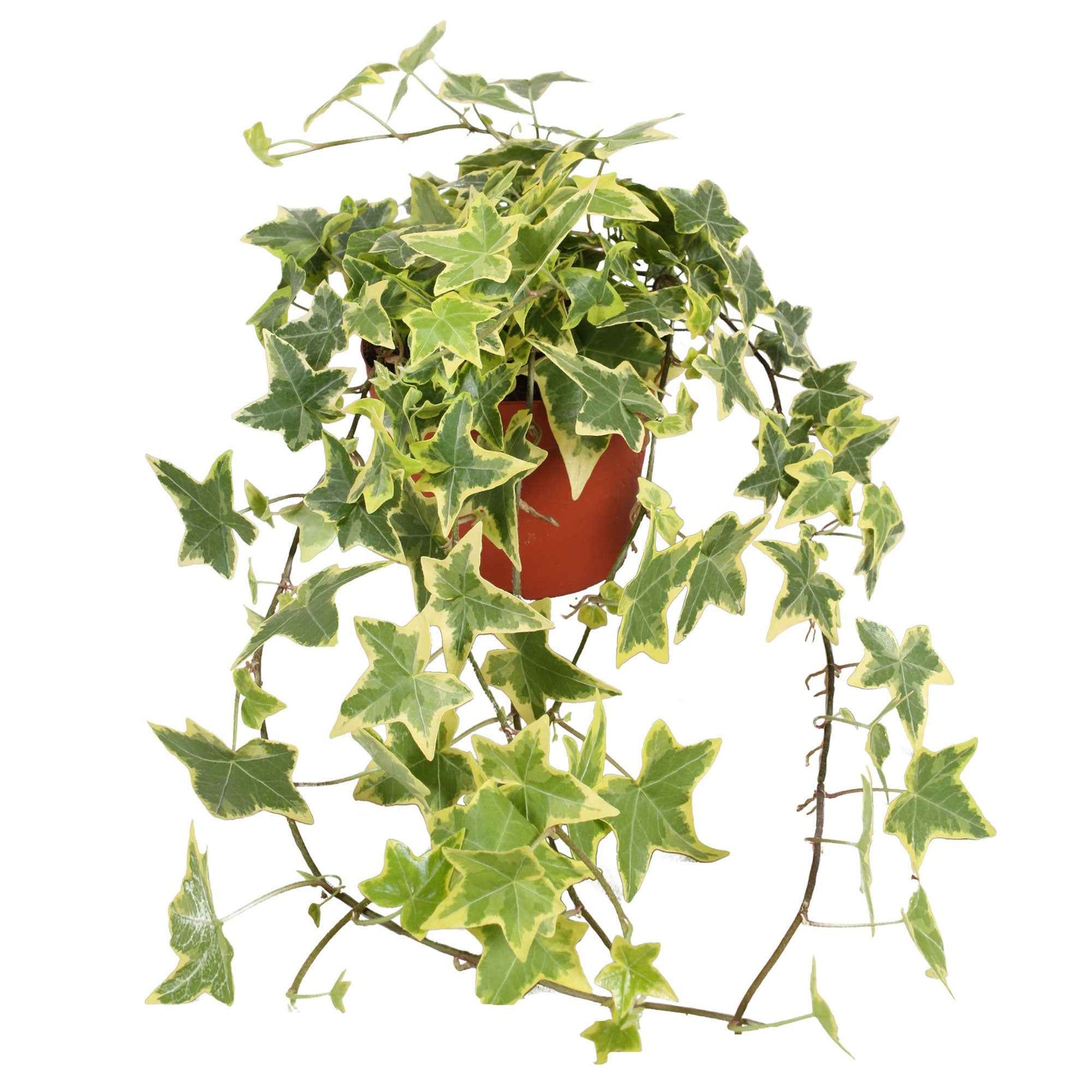 Hedera helix 'Goldchild' - Efeu ‘Goldchild’ Hängepflanze - Efeu - Hedera