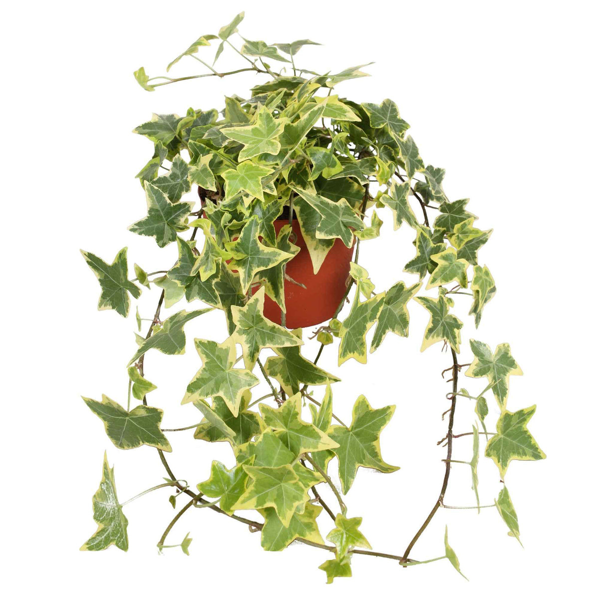 Hedera helix 'Goldchild' - Efeu ‘Goldchild’ Hängepflanze - Efeu - Hedera