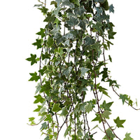 Gewöhnlicher Efeu 'Eva' - Hedera helix eva - Bakker