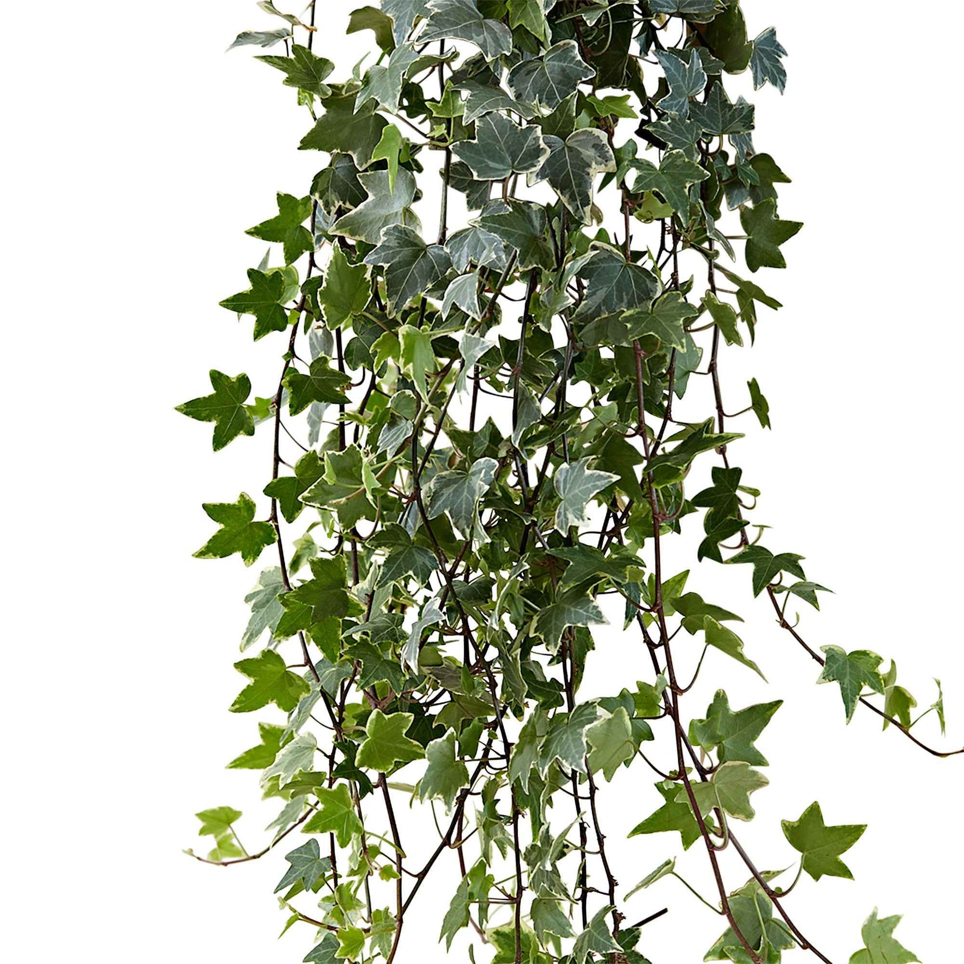 Gewöhnlicher Efeu 'Eva' - Hedera helix eva - Bakker