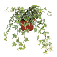 Hedera helix eva - Gewöhnlicher Efeu 'Eva' - Efeu - Hedera