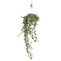 Efeu - Hedera - Gewöhnlicher Efeu 'Eva' - Hedera helix eva