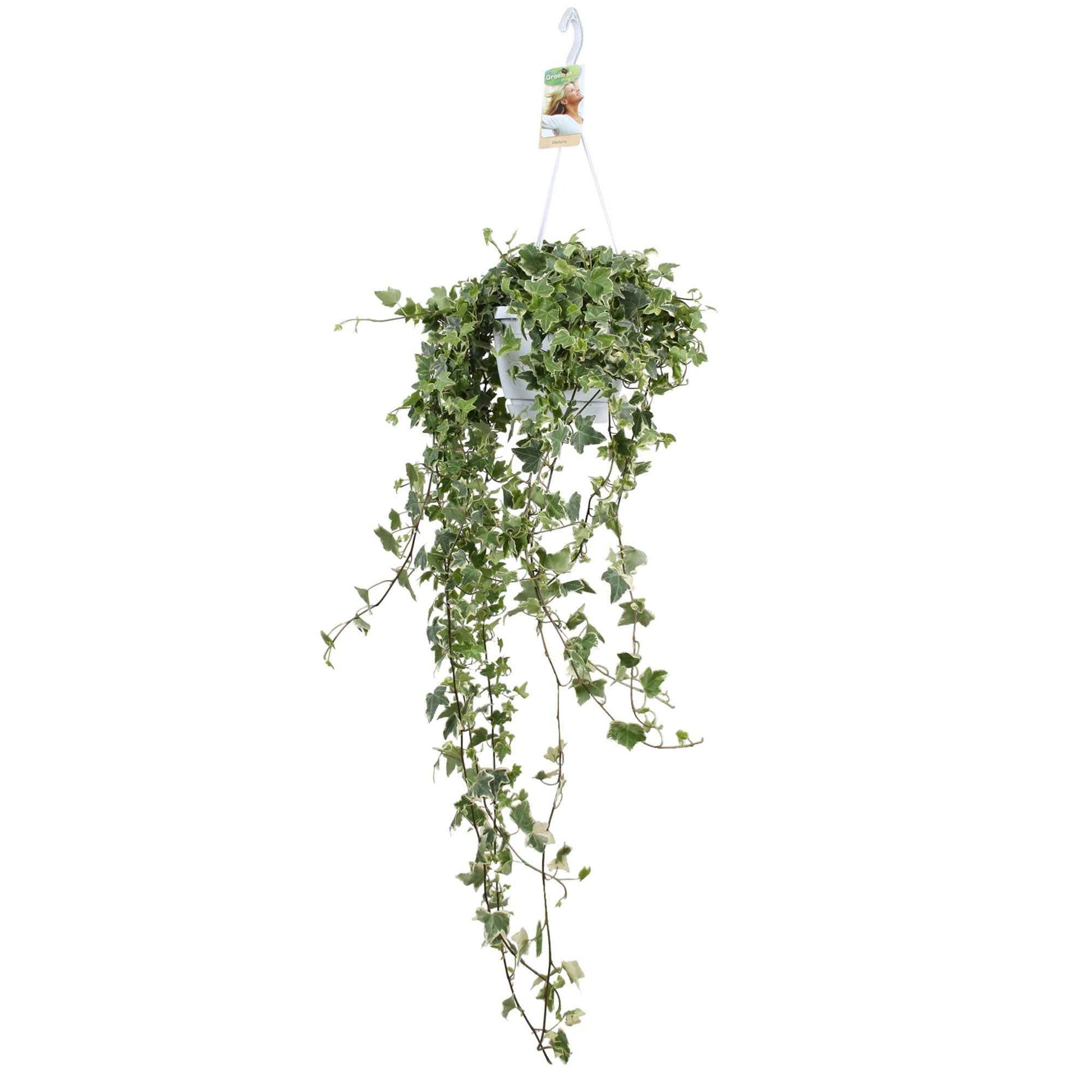 Efeu - Hedera - Gewöhnlicher Efeu 'Eva' - Hedera helix eva