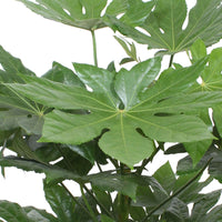 Zimmeraralie - Fatsia japonica - Bakker