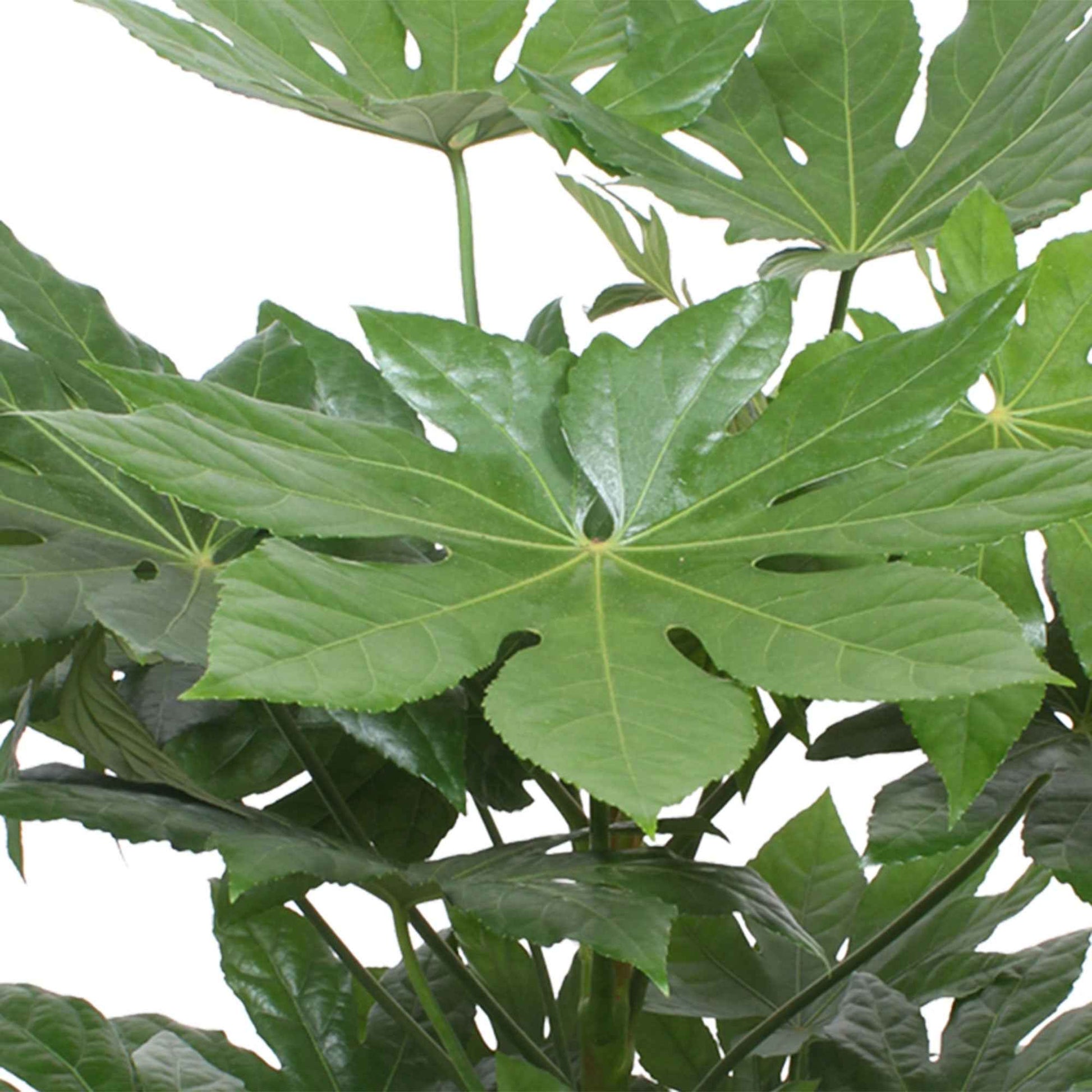 Zimmeraralie - Fatsia japonica - Bakker