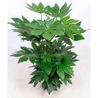 Fatsia japonica - Zimmeraralie - Grüne Zimmerpflanzen