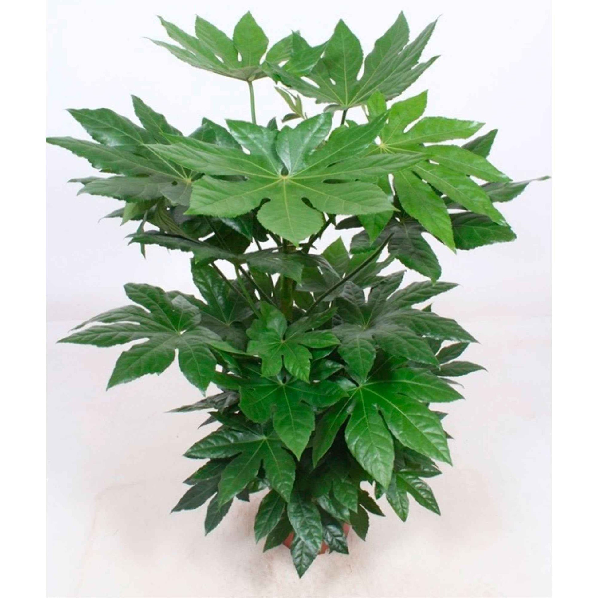 Fatsia japonica - Zimmeraralie - Grüne Zimmerpflanzen