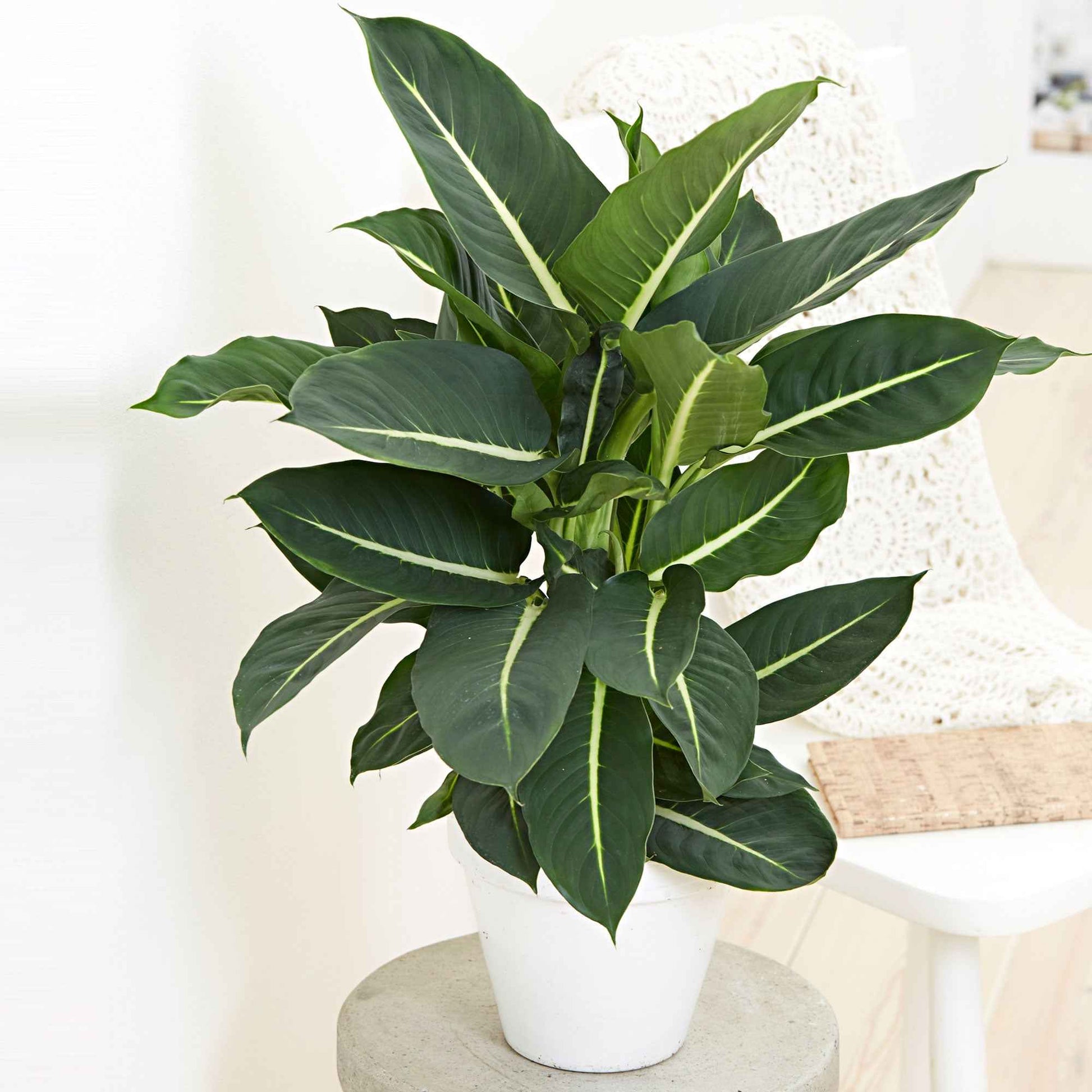 Dieffenbachie 'Green Magic' - Bakker