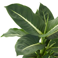 Dieffenbachie 'Green Magic' - Dieffenbachia green magic - Bakker