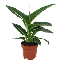 Dieffenbachia green magic - Dieffenbachie 'Green Magic' - Dieffenbachia - Dieffenbachie