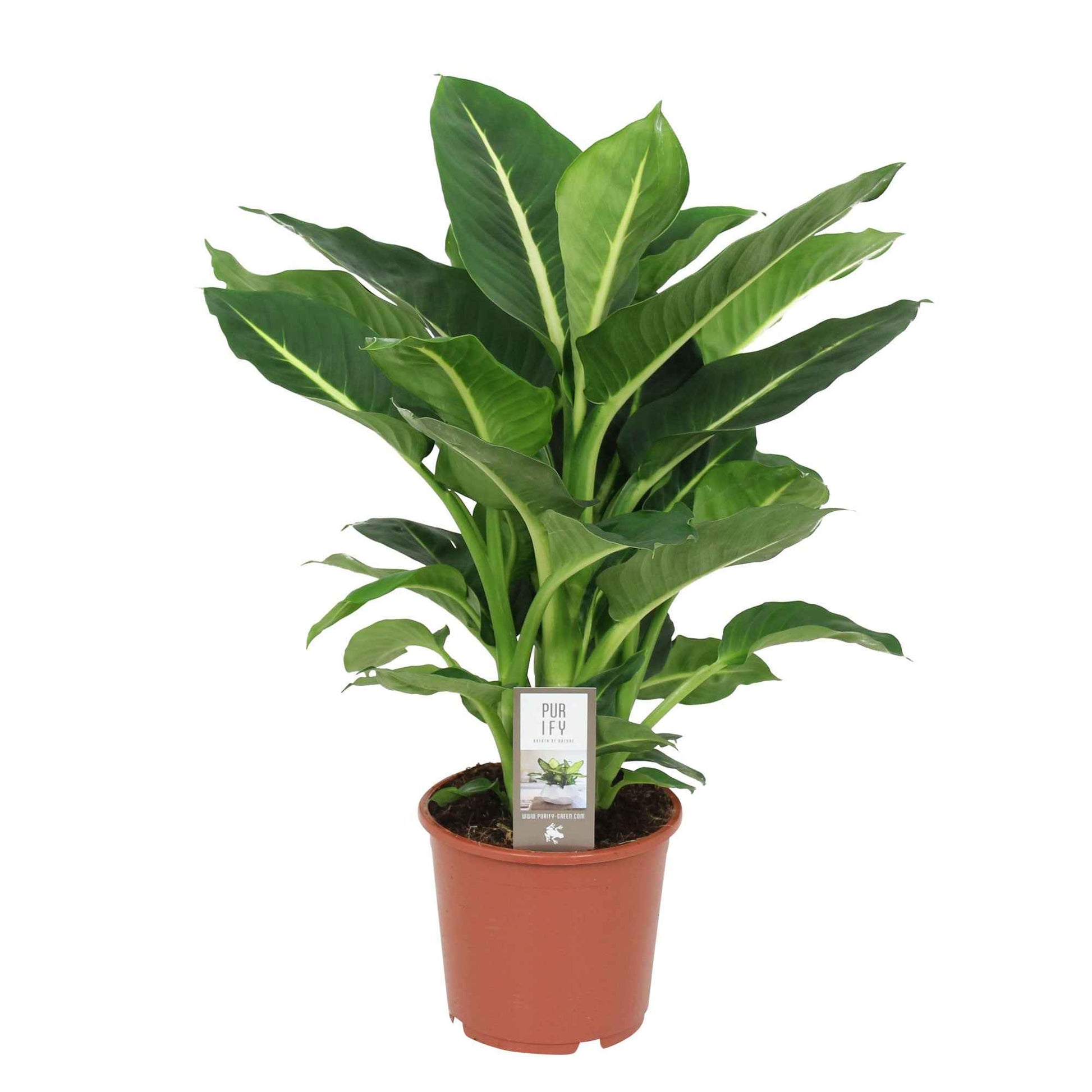 Dieffenbachia - Dieffenbachie - Dieffenbachie 'Green Magic' - Dieffenbachia green magic