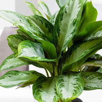 Kolbenfaden 'Silver Bay' - Aglaonema silver bay - Bakker