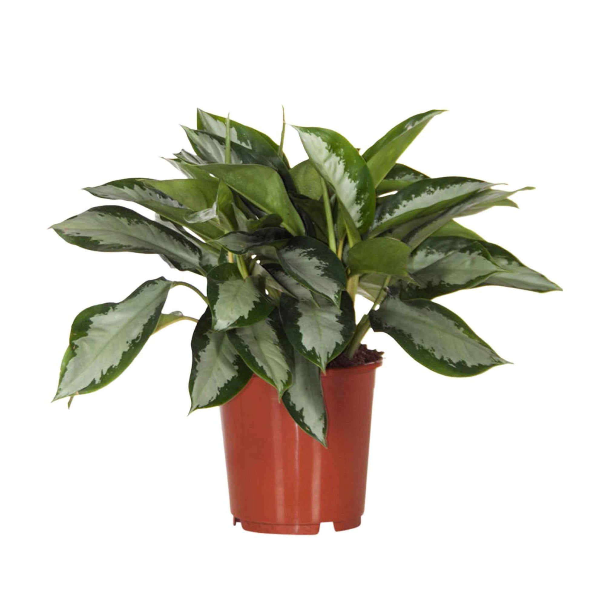 Aglaonema silver bay - Kolbenfaden 'Silver Bay' - Grüne Zimmerpflanzen