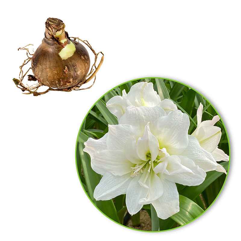 Ritterstern 'White Nymph' - Amaryllis white nymph - Bakker