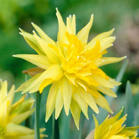 Narzissen 'Rip van Winkle' (x5) - Narcissus Rip van Winkle - Bakker