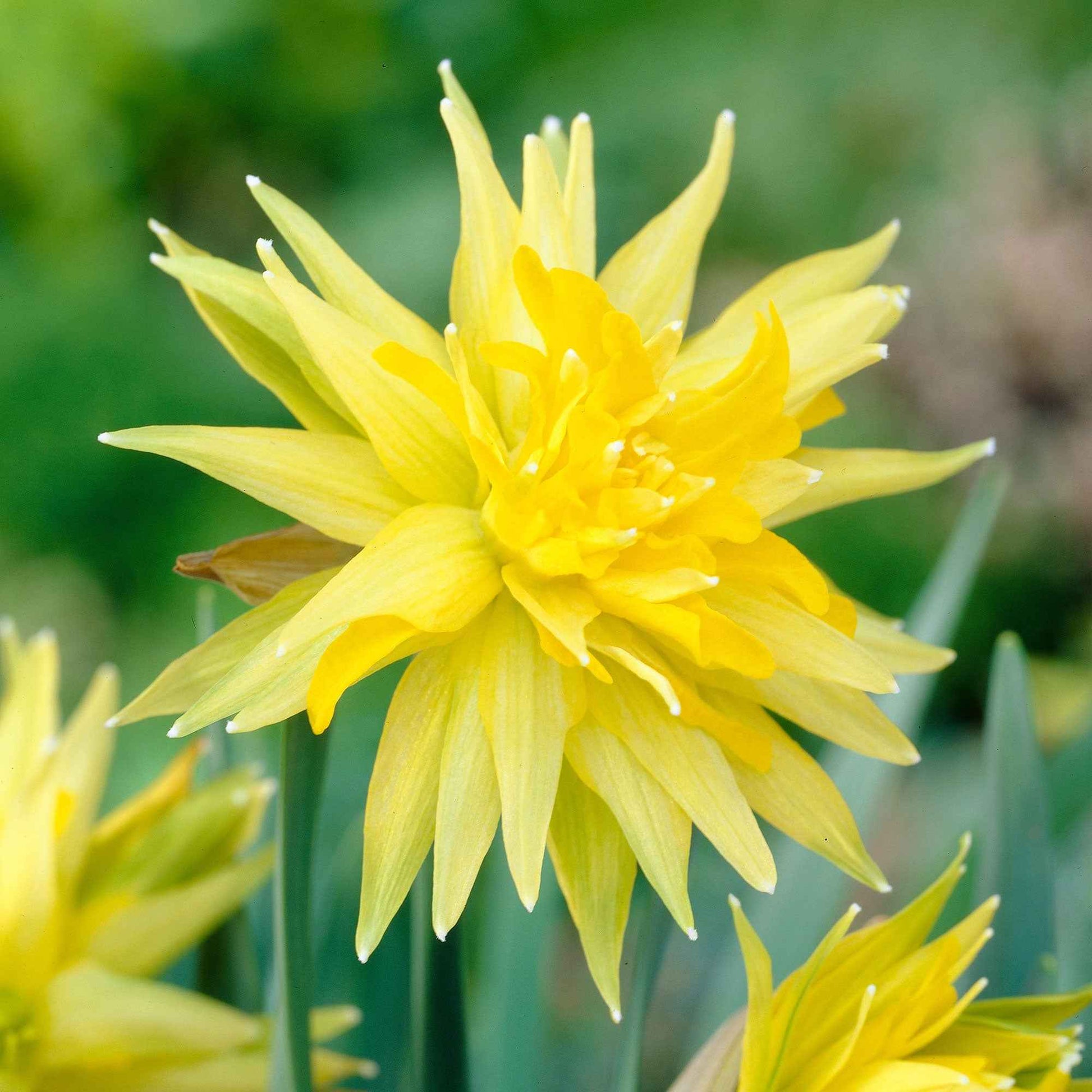 Narzissen 'Rip van Winkle' (x5) - Narcissus Rip van Winkle - Bakker