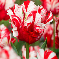 Papagei-Tulpen 'Estella Rijnveld' (x10) - Bakker