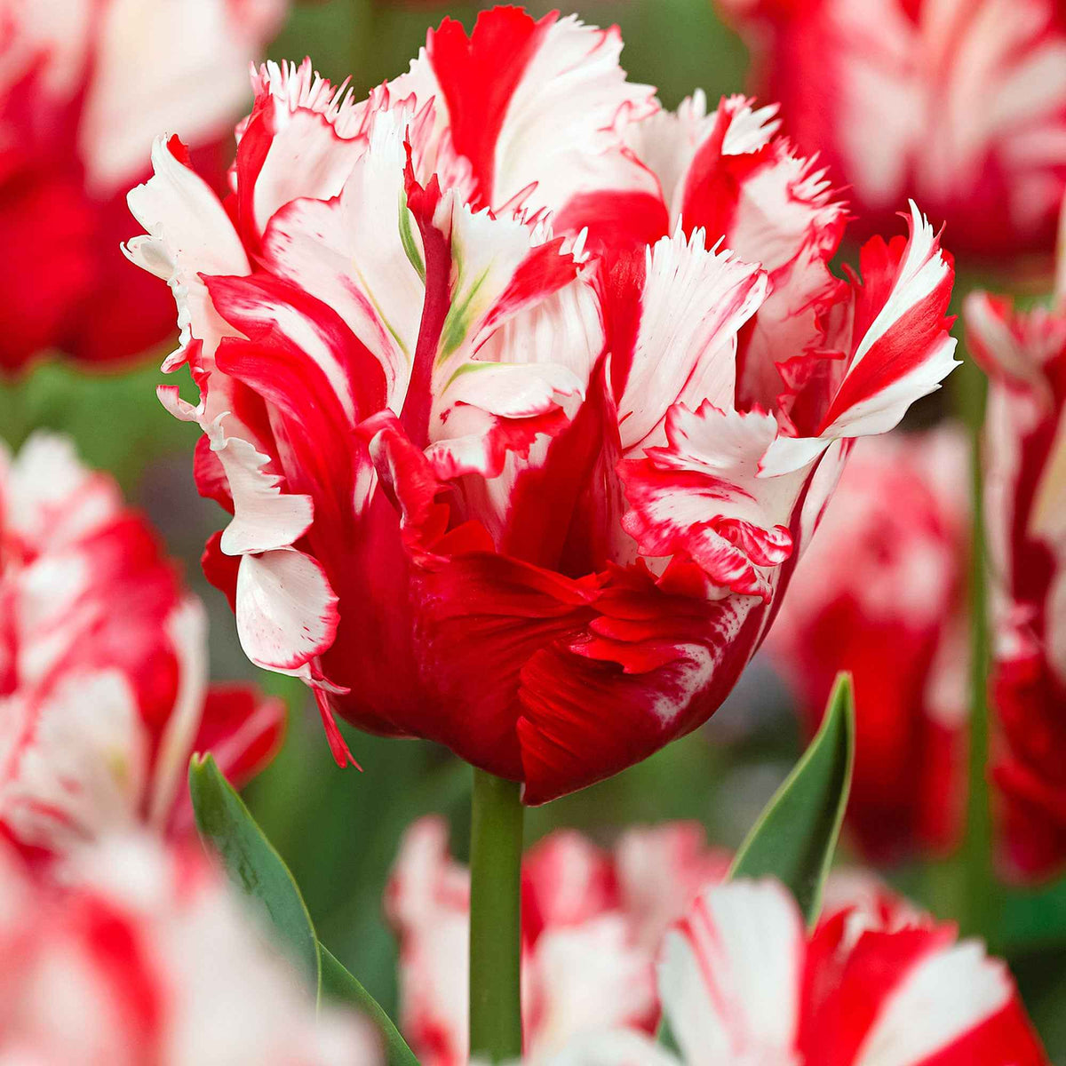 Papagei-Tulpen 'Estella Rijnveld' (x10) - Bakker