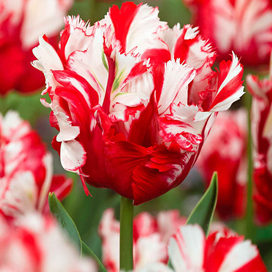 Papagei-Tulpen 'Estella Rijnveld' (x10) - Bakker