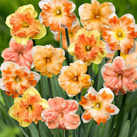 Orchideen-Narzissen Mischung (x10) - Bakker