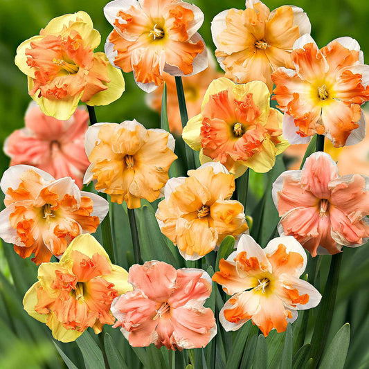 Orchideen-Narzissen Mischung (x10) - Bakker