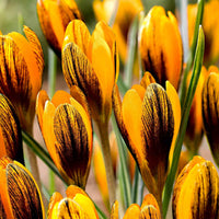Krokus 'Orange Monarch' (x15) - Bakker