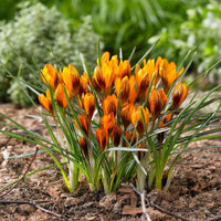 Krokus 'Orange Monarch' (x15) - Crocus chrysanthus orange monarch - Bakker