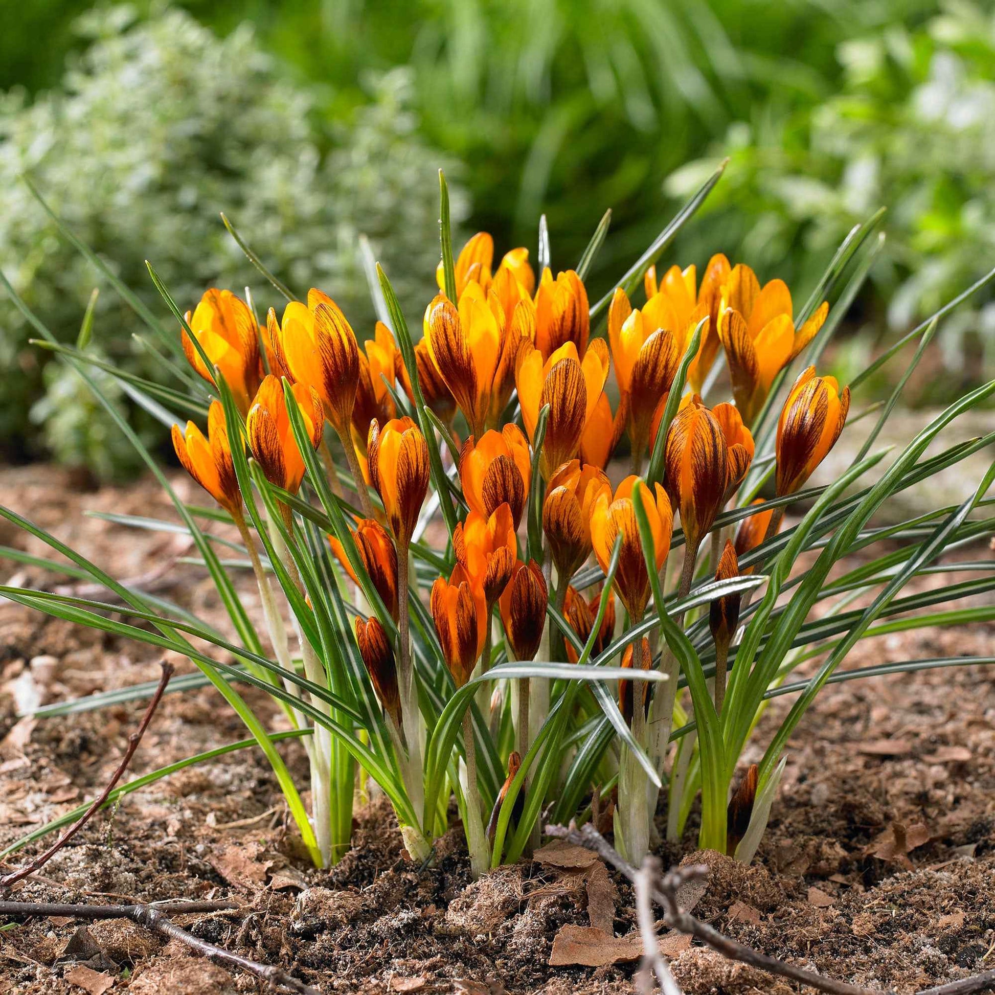 Krokus 'Orange Monarch' (x15) - Crocus chrysanthus orange monarch - Bakker