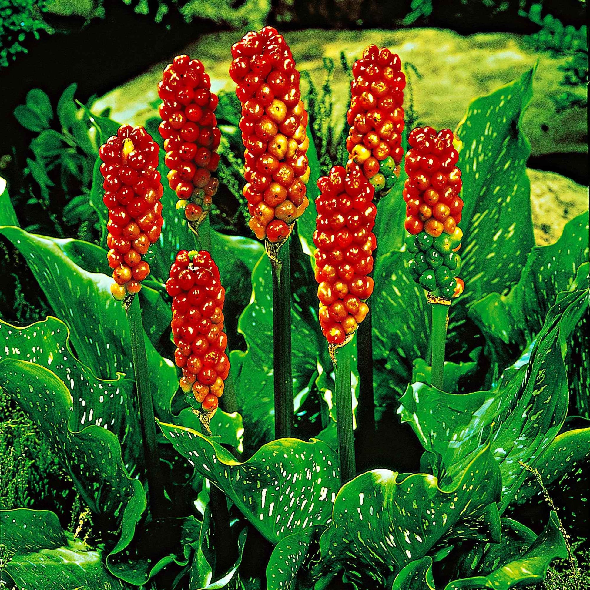 Italienischer Aronstab (x3) - Arum italicum - Bakker