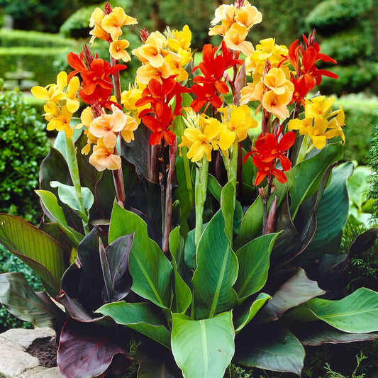Blumenrohr Mischung (x4) - Bakker