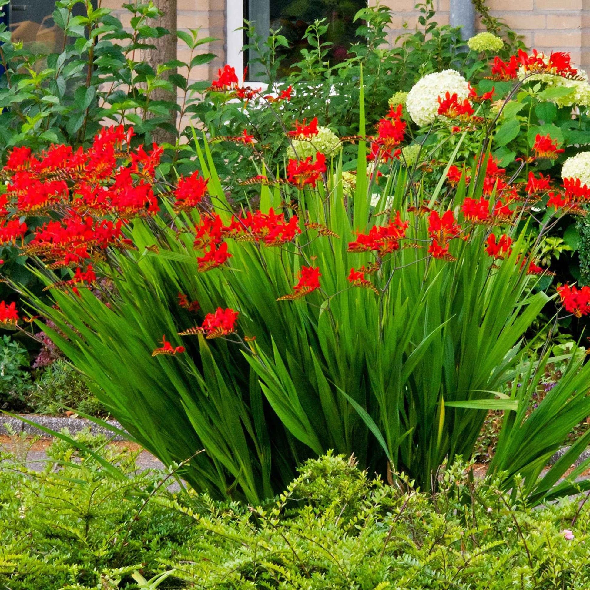 Crocosmia red - Crocosmia 'Lucifer' rot (x15) - Crocosmia - Montbretie