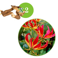 Sommerzwiebeln - Ruhmeskrone 'Rothschildiana' (x2) - Gloriosa superba  'rothschildiana'
