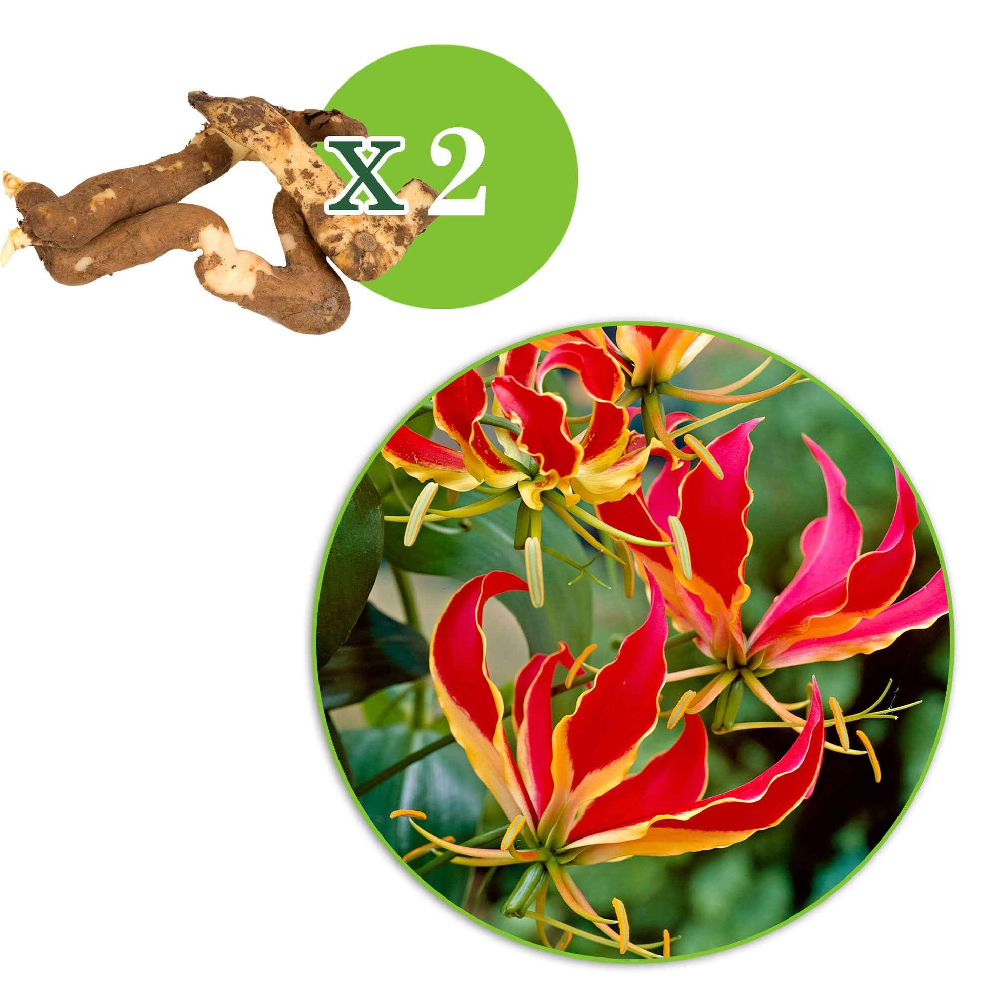 Sommerzwiebeln - Ruhmeskrone 'Rothschildiana' (x2) - Gloriosa superba  'rothschildiana'