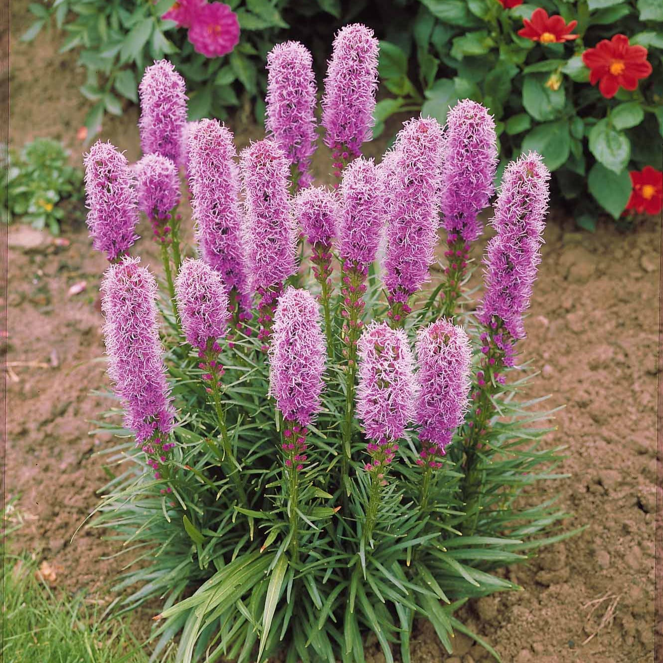Prachtscharte (x25) - Liatris spicata - Bakker