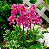 Yunnan-Freilandgloxinie - Incarvillea delavayi - Bakker