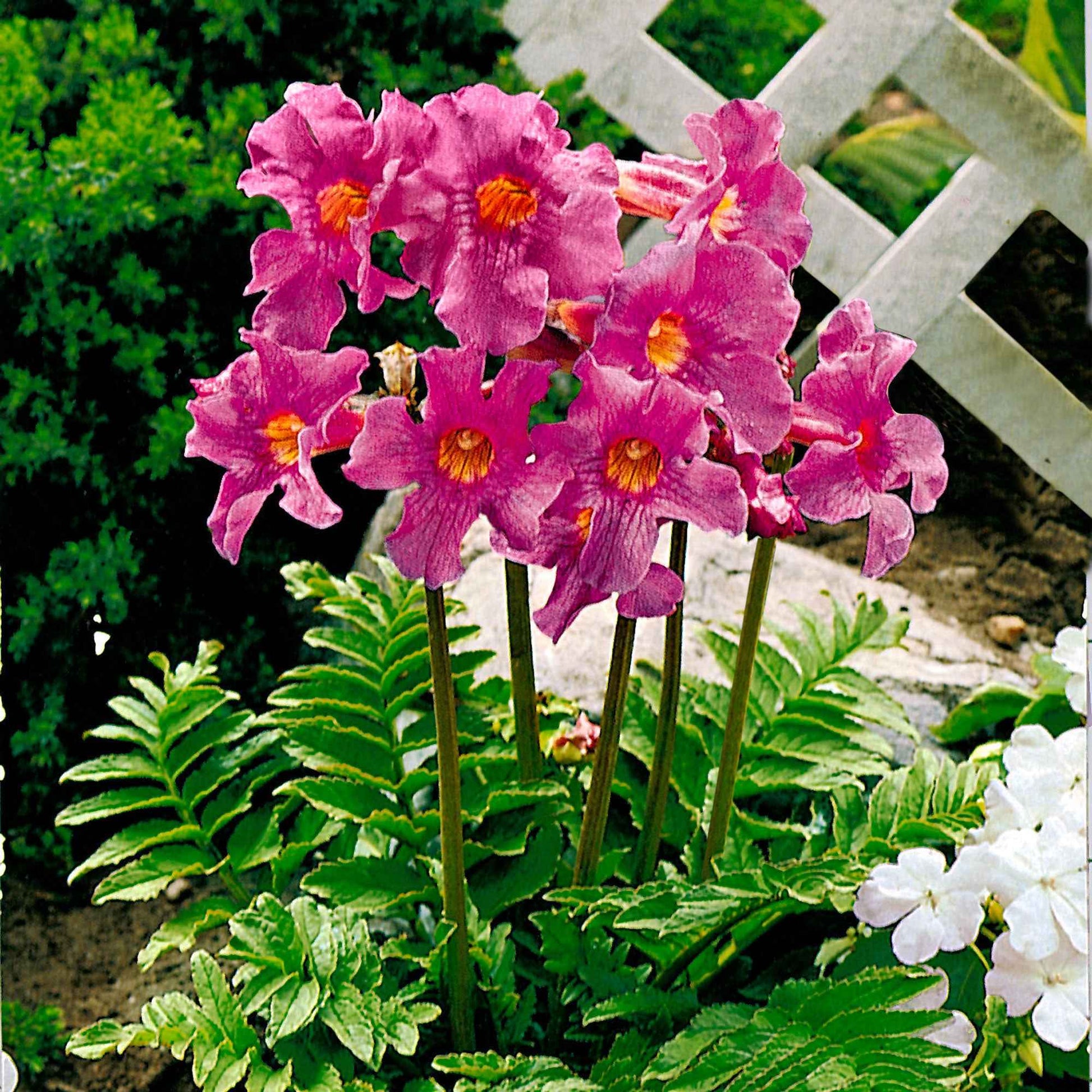 Yunnan-Freilandgloxinie - Incarvillea delavayi - Bakker