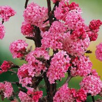 Viburnum - Winterschneeball 'Dawn' - Viburnum bodnantense Dawn