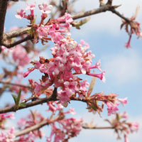 Winterschneeball 'Dawn' - Viburnum bodnantense Dawn - Bakker