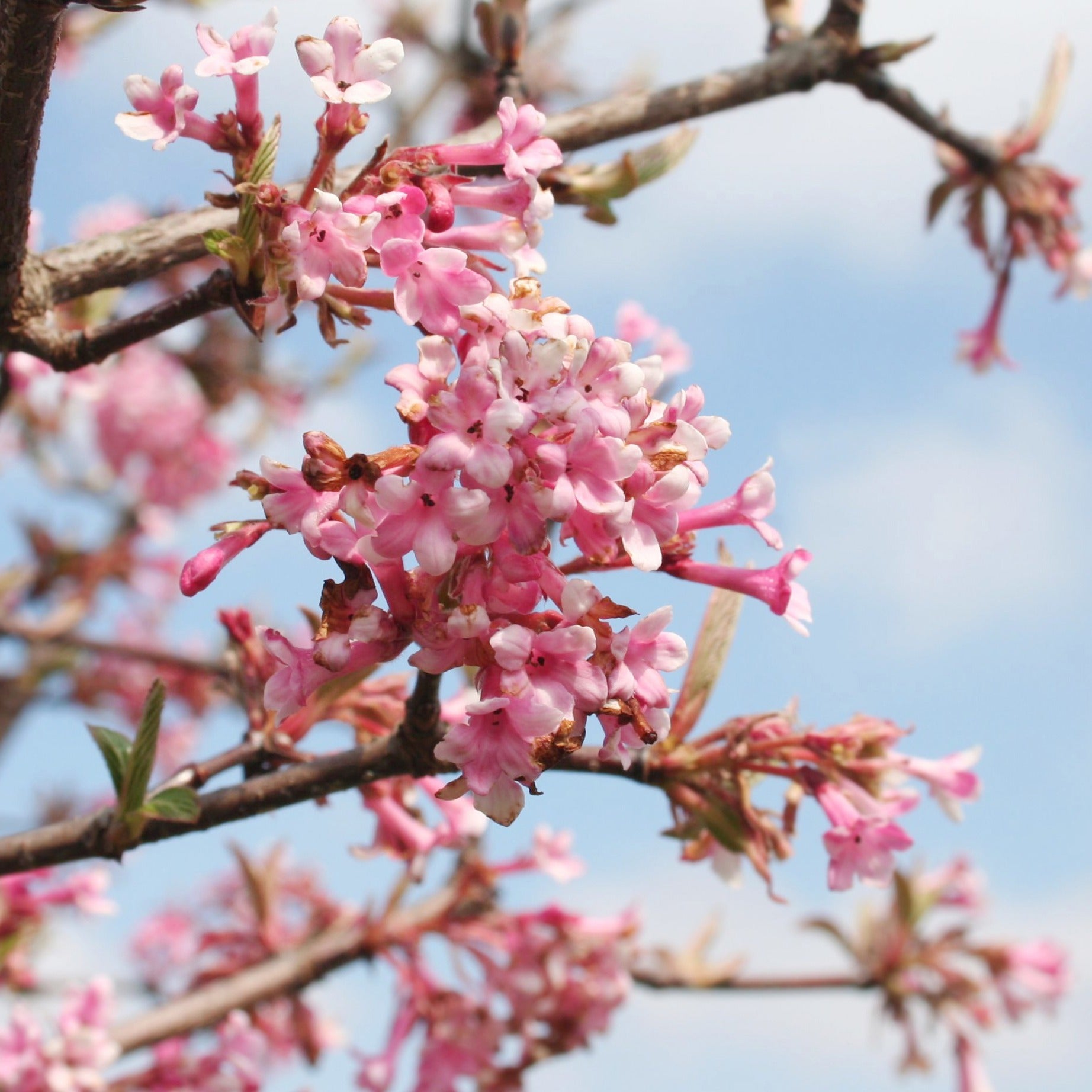 Winterschneeball 'Dawn' - Viburnum bodnantense Dawn - Bakker