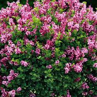 Syringa meyeri  palibin - Zwergflieder 'Palibin'™ - Blühende Sträucher