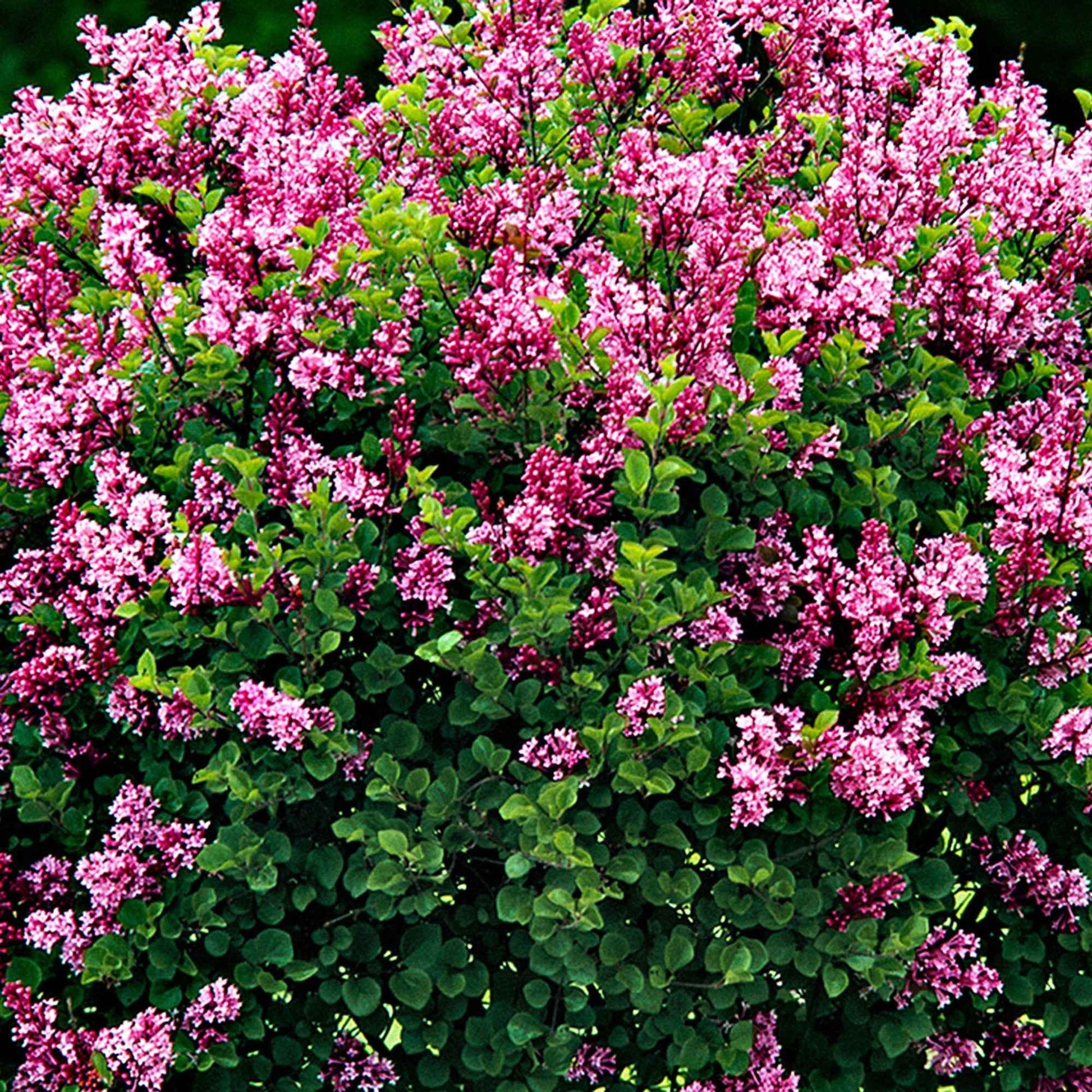Syringa meyeri  palibin - Zwergflieder 'Palibin'™ - Blühende Sträucher