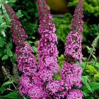 Schmetterlingsstrauch ‘Pink Delight’ - Buddleja davidii pink delight - Bakker