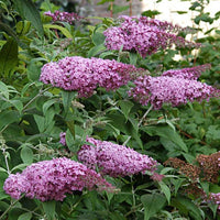 Buddleja davidii pink delight - Schmetterlingsstrauch ‘Pink Delight’ - Schmetterlingsstrauch - Buddleja