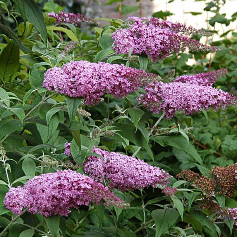 Buddleja davidii pink delight - Schmetterlingsstrauch ‘Pink Delight’ - Schmetterlingsstrauch - Buddleja