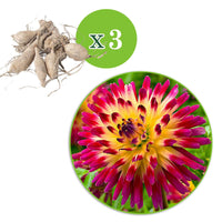 Dahlia 'tahiti sunrise' - Kaktus Dahlie 'Tahiti Sunrise' (x3) - Dahlien-Zwiebeln